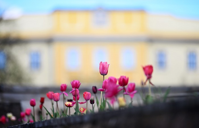 eger végvári vitézek tere tulipán virágosítás