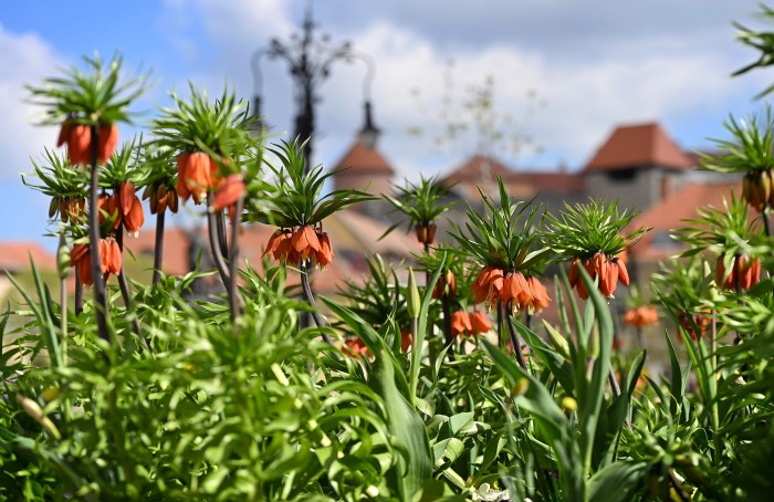 eger dobó tér viárogsítás császárkorona