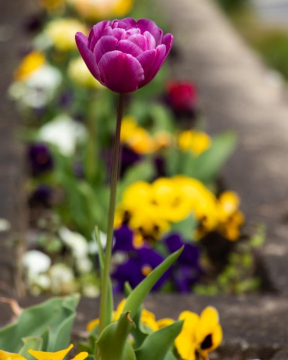 Árvácska és tulipán
