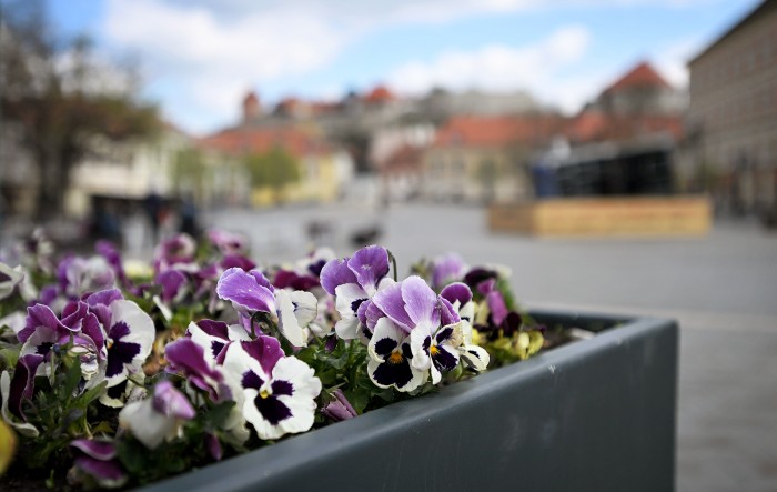 eger dobó tér virágosítás árvácska