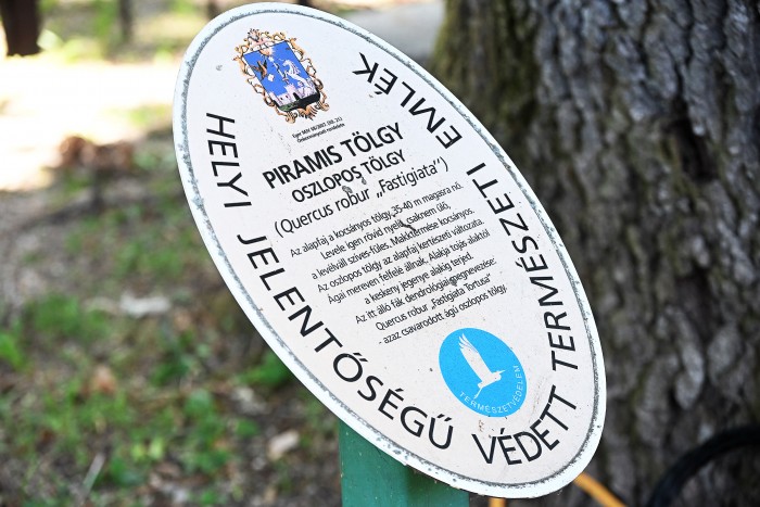 helyi védett érték grőber temető piramis tölgy