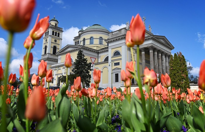 eger bazilika virágosítás tulipán