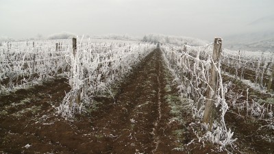 Elkezdődött a metszés a szőlőültetvényeken