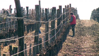 Lassan végeznek a metszési munkákkal a szőlőkben