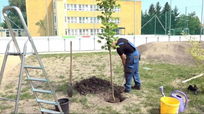 Fákat ültettek a Kertvárosi óvodában