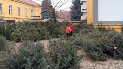 Ünnepre hangolva - fenyőkörkép