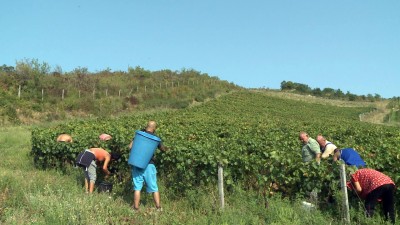 Rohamtempóban haladnak a szürettel