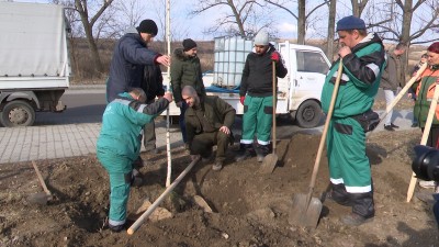 Tavaszi mintafásítás az Északi lakótelepen