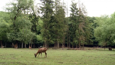 A klímaváltozás miatt átalakul az erdőállomány