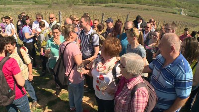 Pohárral Egerben: dűlőtúra a Nagy-Egedre