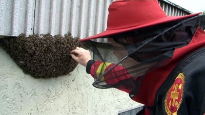 Méhrajt fogtak be a speciális mentők