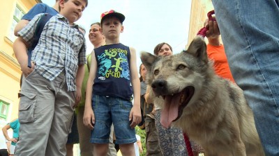 Farkasokat simogathattak a gyerekek az Eszterházy téren 