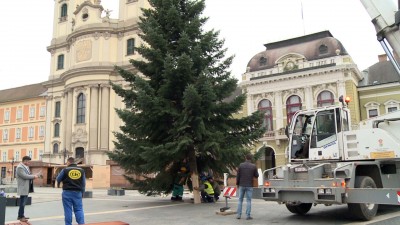 Már a Dobó téren áll a város fenyőfája