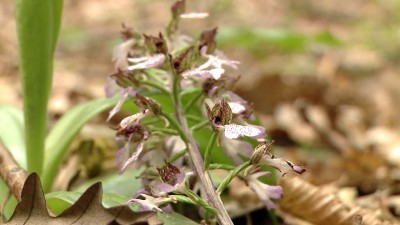 Orchideanap és fotós túra