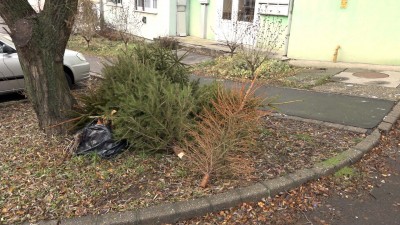 Szombaton indul a fenyőfák begyűjtése