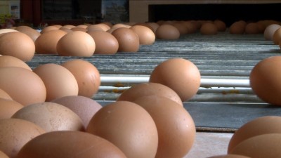 Az importtal küzdenek a tojástermelők