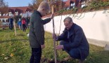 Hársfákkal gazdagodott a Pásztorvölgyi Iskola